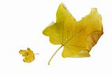 Large and small yellow autumn fig leaves