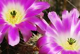 Echinocereus cacti flowers