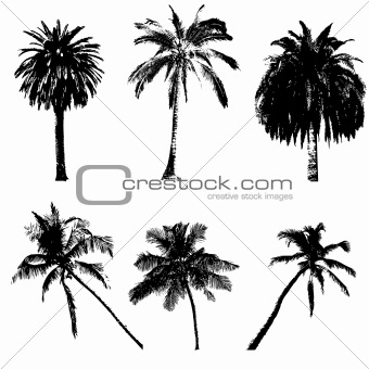 palm collection for your design
