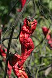 Red pepper in plant, process to be dried