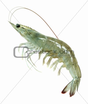 single raw vanna-mei prawn isolated on white background