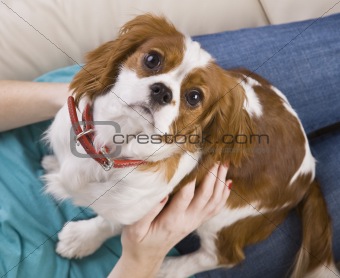 Dog Sitting on a Woman's Lap