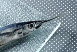 Needle fish, uncooked macro studio shot