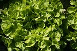 Green lettuce country in Spain