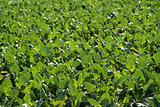 Baby cabbage green fields in Spain