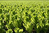 Green lettuce country in Spain