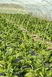 green chard cultivation in a hothouse field