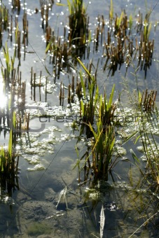 Growing rice fields in Spain. Water reflexion
