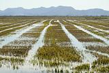 Growing rice fields in Spain. Water reflexion