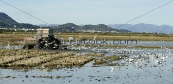 Rice tractor, wet  fields and seagulls