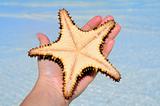 hand holding starfish