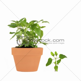 Bergamot Herb