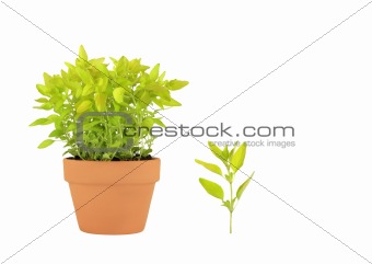 Golden Marjoram Herb