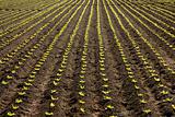 Lettuce sprouts field, green vegetable outbreaks