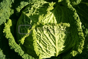 Green cabbage detail on a Spanish field