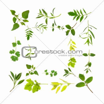 Herb Leaf Abstract