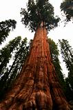 upward angle of Redood Tree
