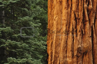 close up of Redwwod tree in forest