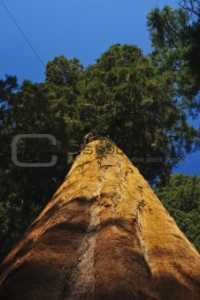 upward angle of Redwood tree