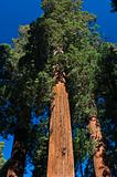 upward angle of Redwood tree