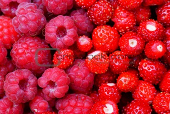 raspberries and wild strawberry