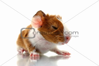 Newborn guinea pig with closed eye
