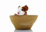 Newborn guinea pig in pottery