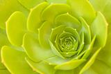 Beautiful Green Succulent Cactus Blossom Abstract Image.
