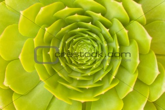 Beautiful Green Succulent Cactus Blossom Abstract Image.