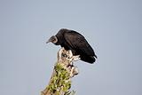Perched Black Vulture