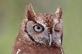 Eastern Screech-Owl (Megascops asio) Winking