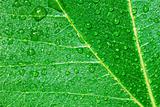 Green leaf and dew