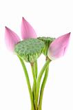 Lotus flowers and pods
