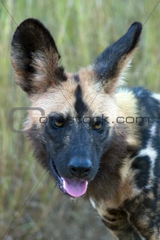African wild Dog