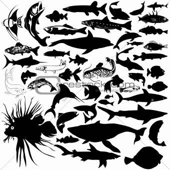 Detailed Vectoral Fish and Sea Animal Silhouettes