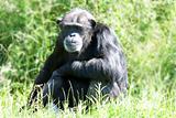 chimpanzee in long grass