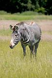 zebra in long grass