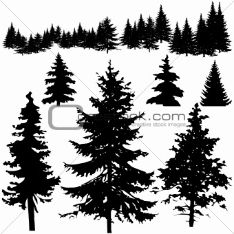 Detailed Vectoral Pine Tree Silhouettes