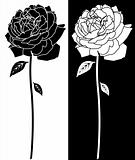 Rose Bloom Line Art