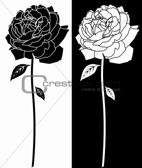 Rose Bloom Line Art