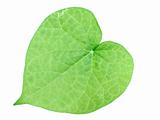 Heart shape leaf