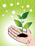 growing green plant in a hand, vector