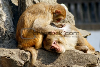 monkey catch lice