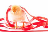 Chicken with ribbon isolated on white