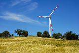 Wind turbine and golden wheat