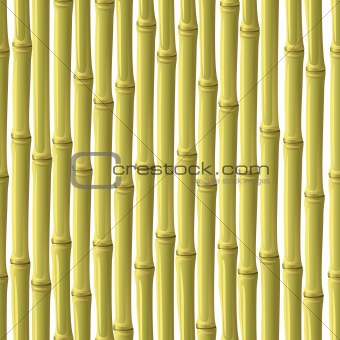 Abstract bamboo background.