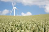 Wheat and wind turbine