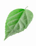Green leaf 
