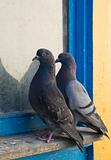 Gray pigeons