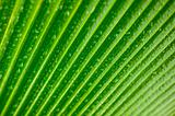 Tropical Palm Frond with Water Droplets